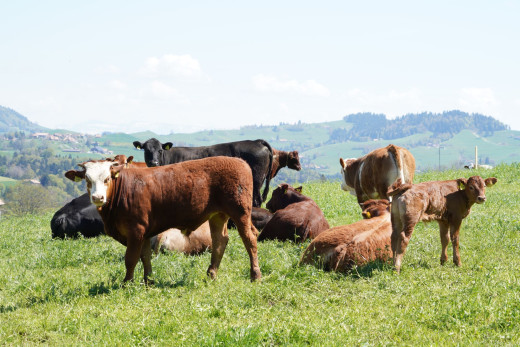 Bio-Beef